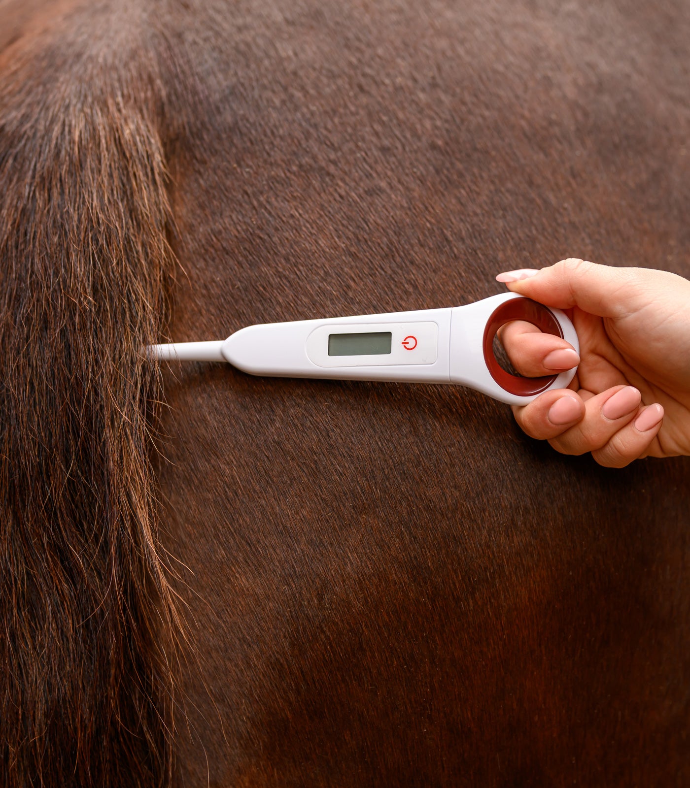 Waldhausen - Digital Thermometer for horses