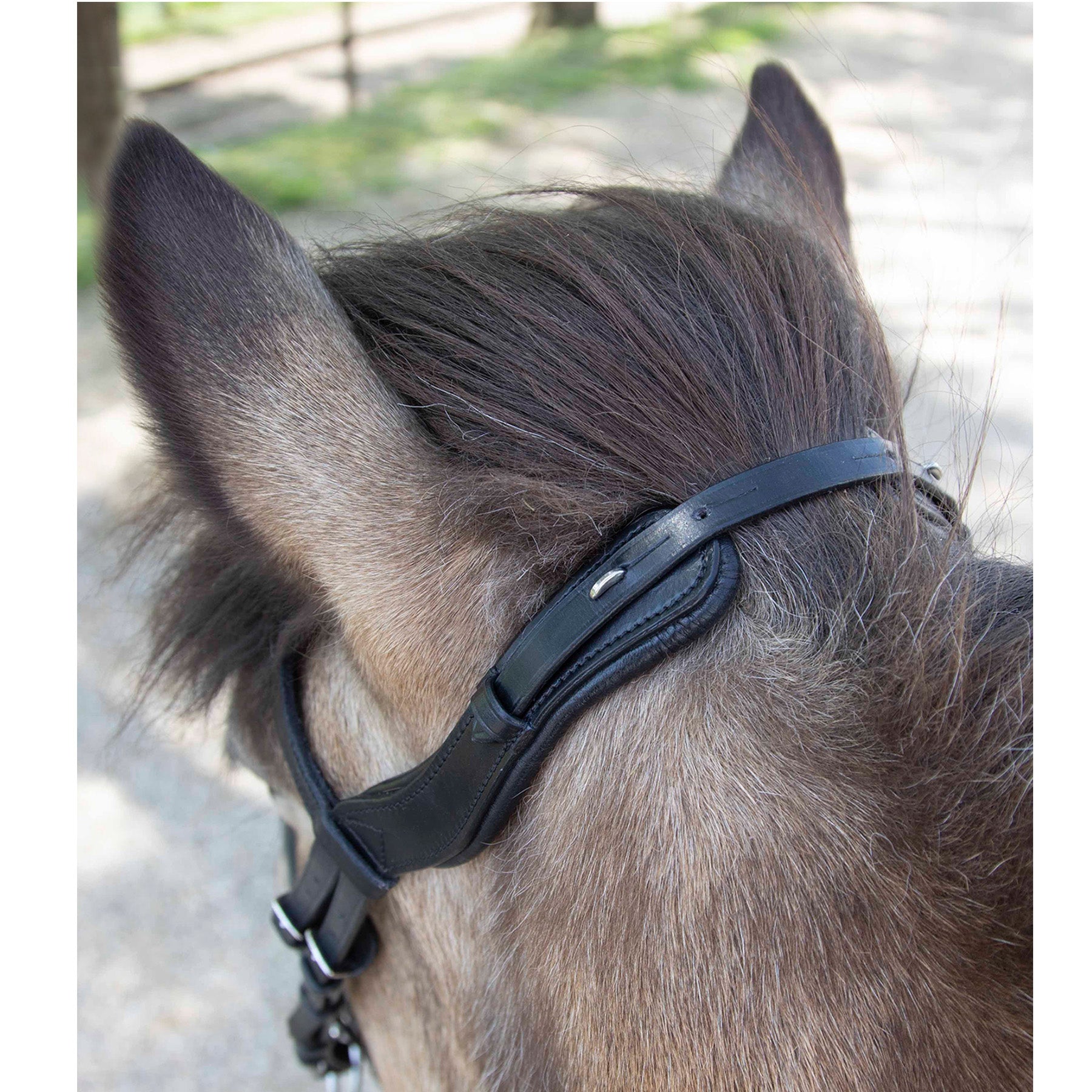 Waldhausen - Icelandic bridle anatomic