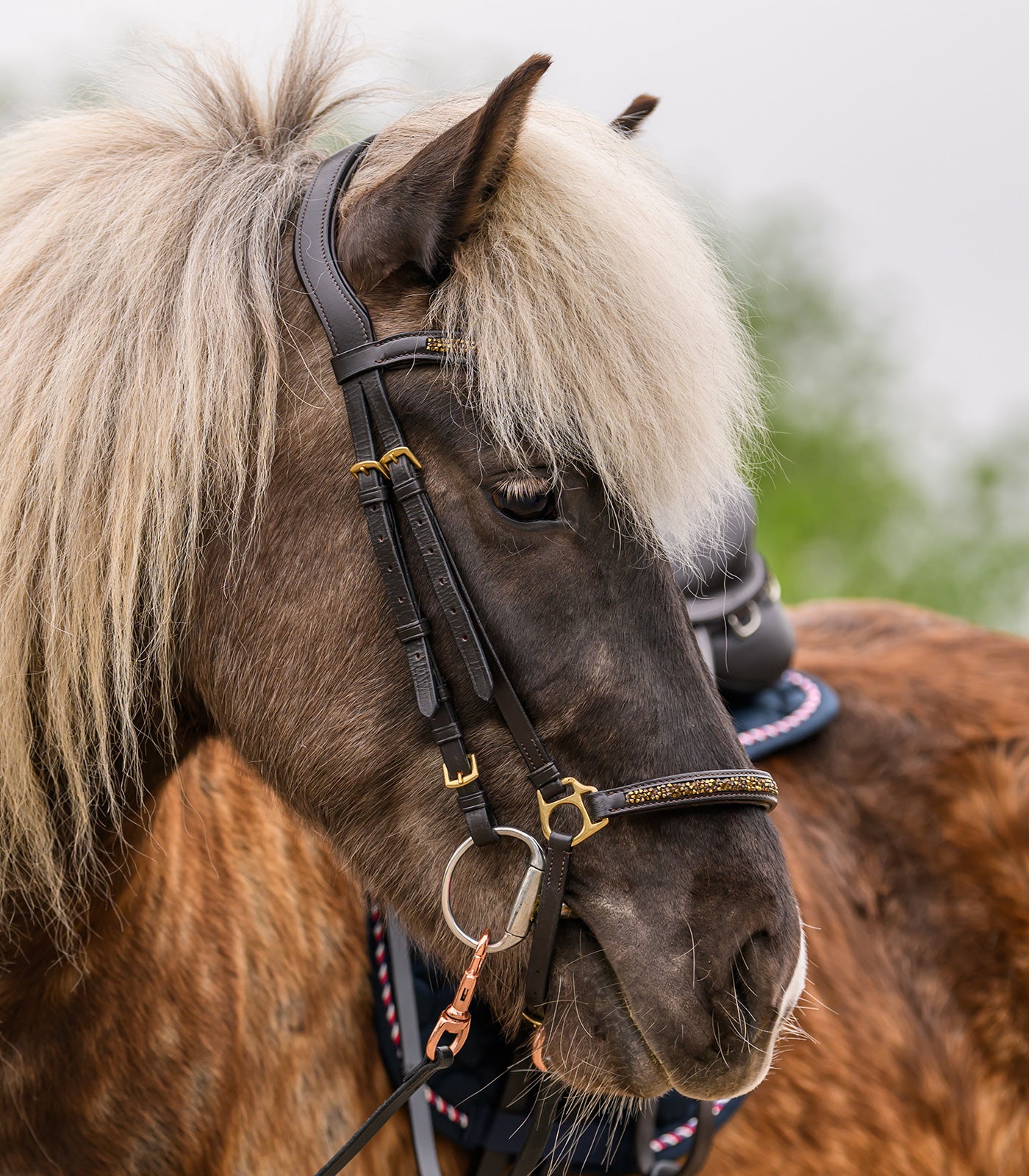 Waldhausen - Icelandic bridle ice