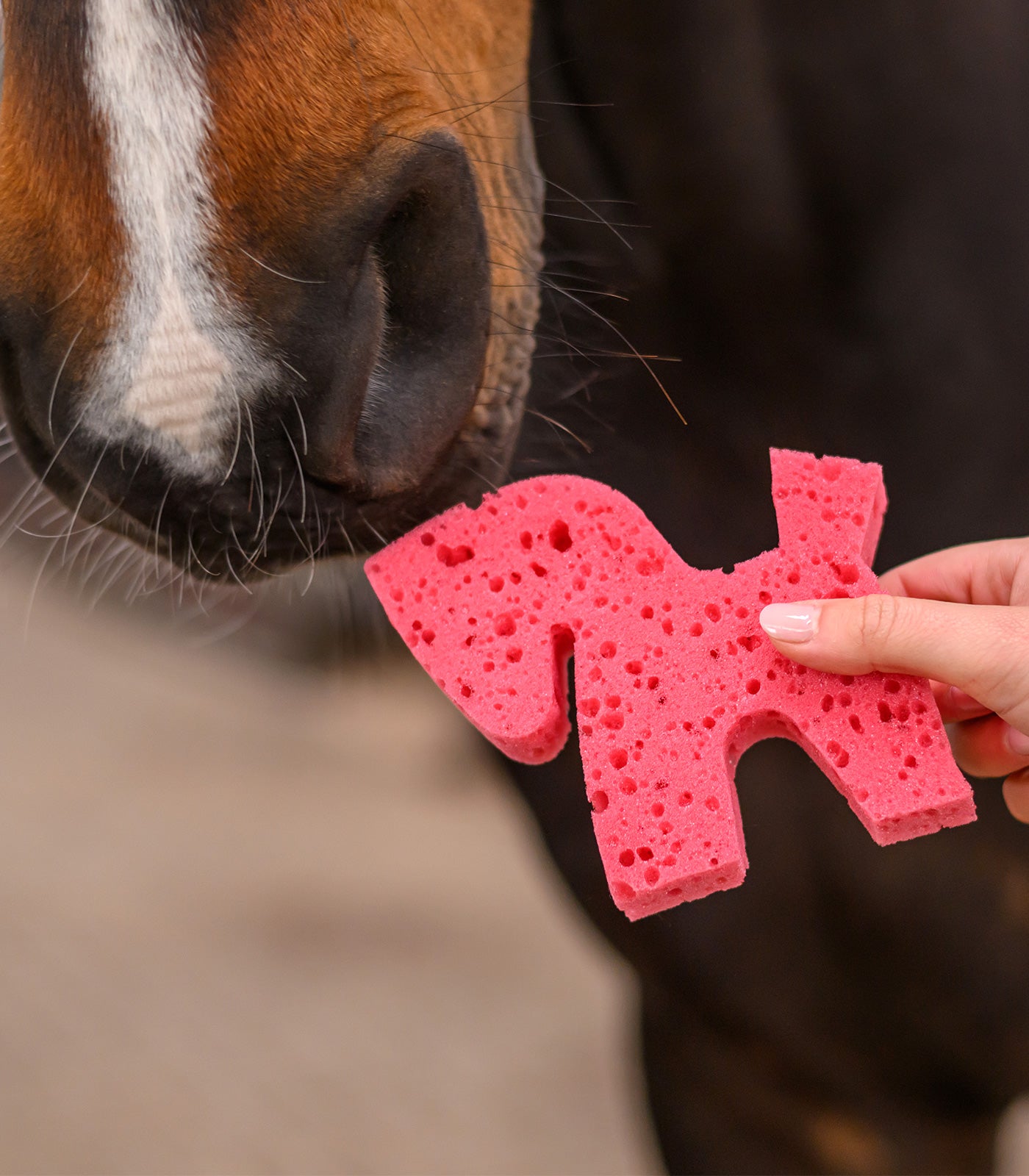 Waldhausen - Sponge Horse