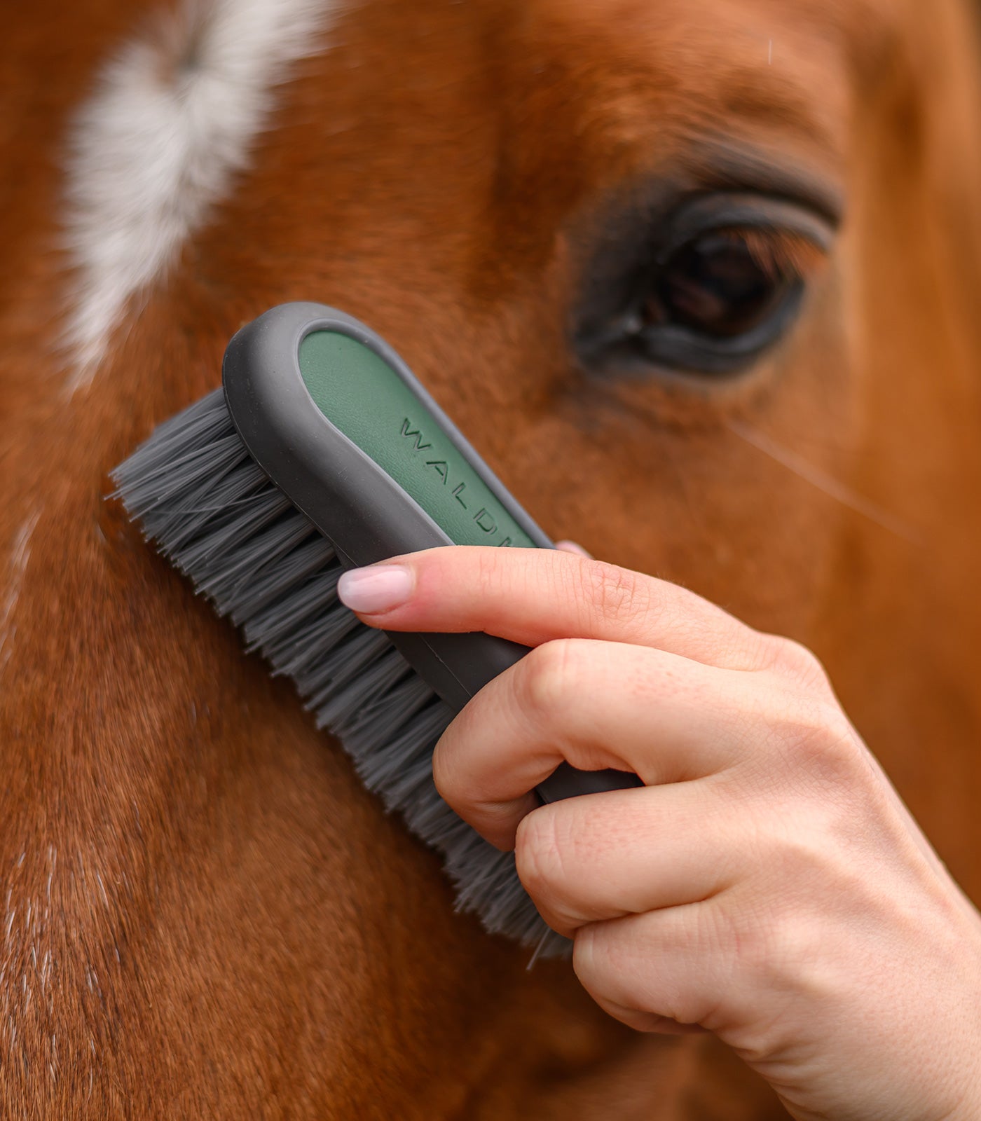 Waldhausen - Head Brush