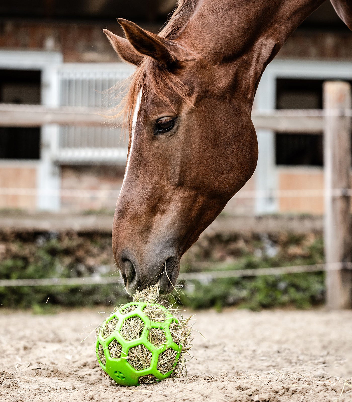 Waldhausen - Hayball