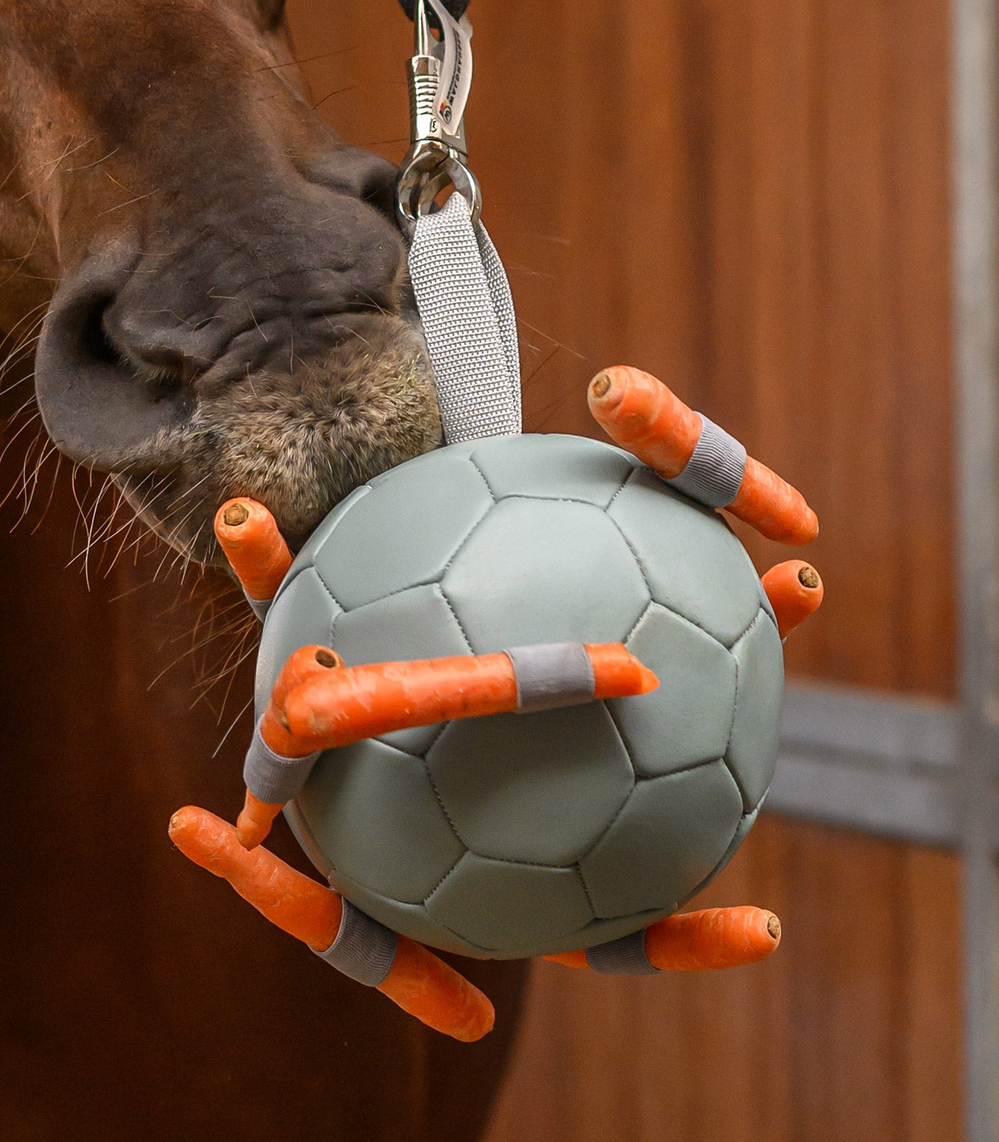 Waldhausen - Carrotball
