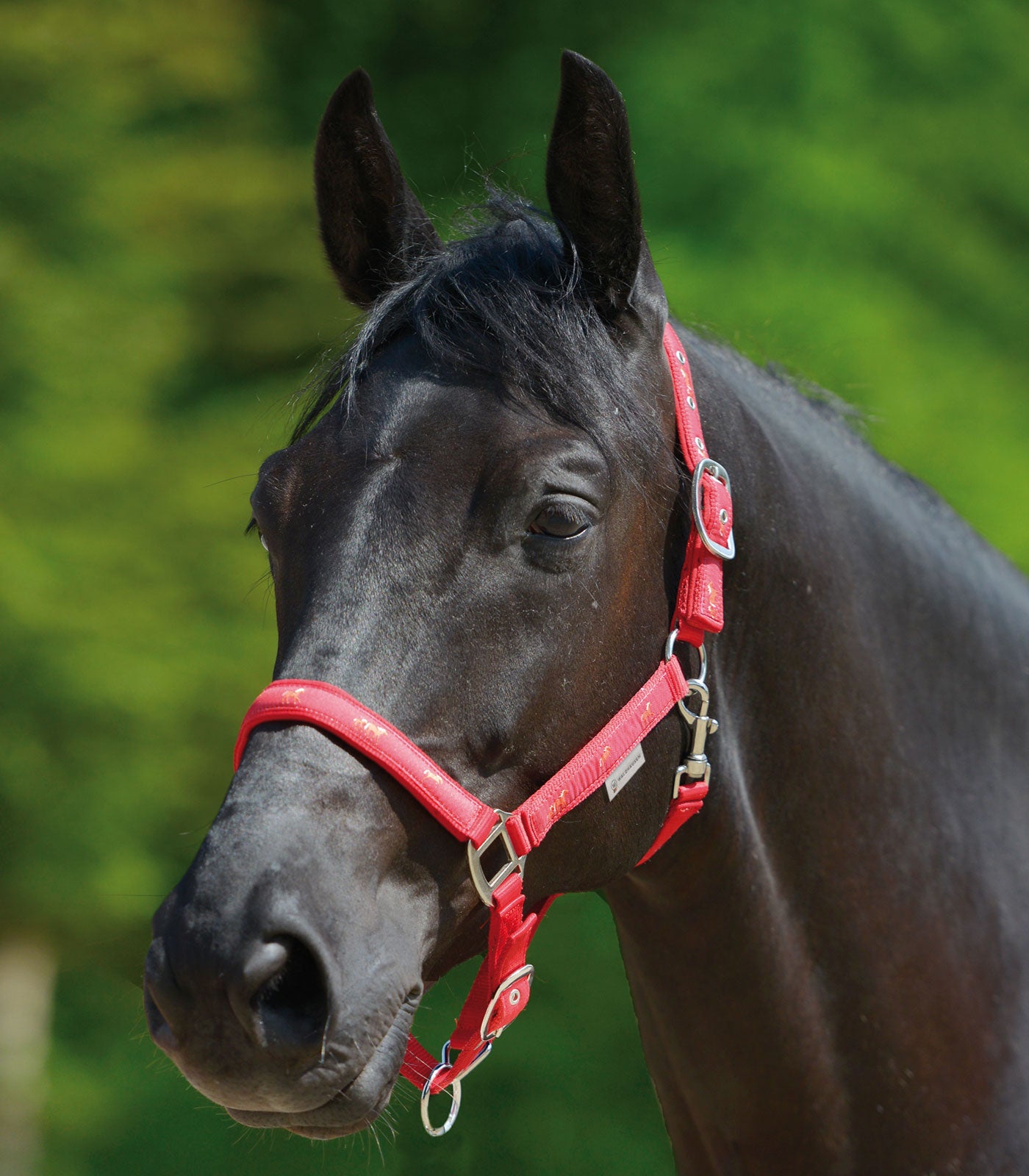 Waldhausen - Halter