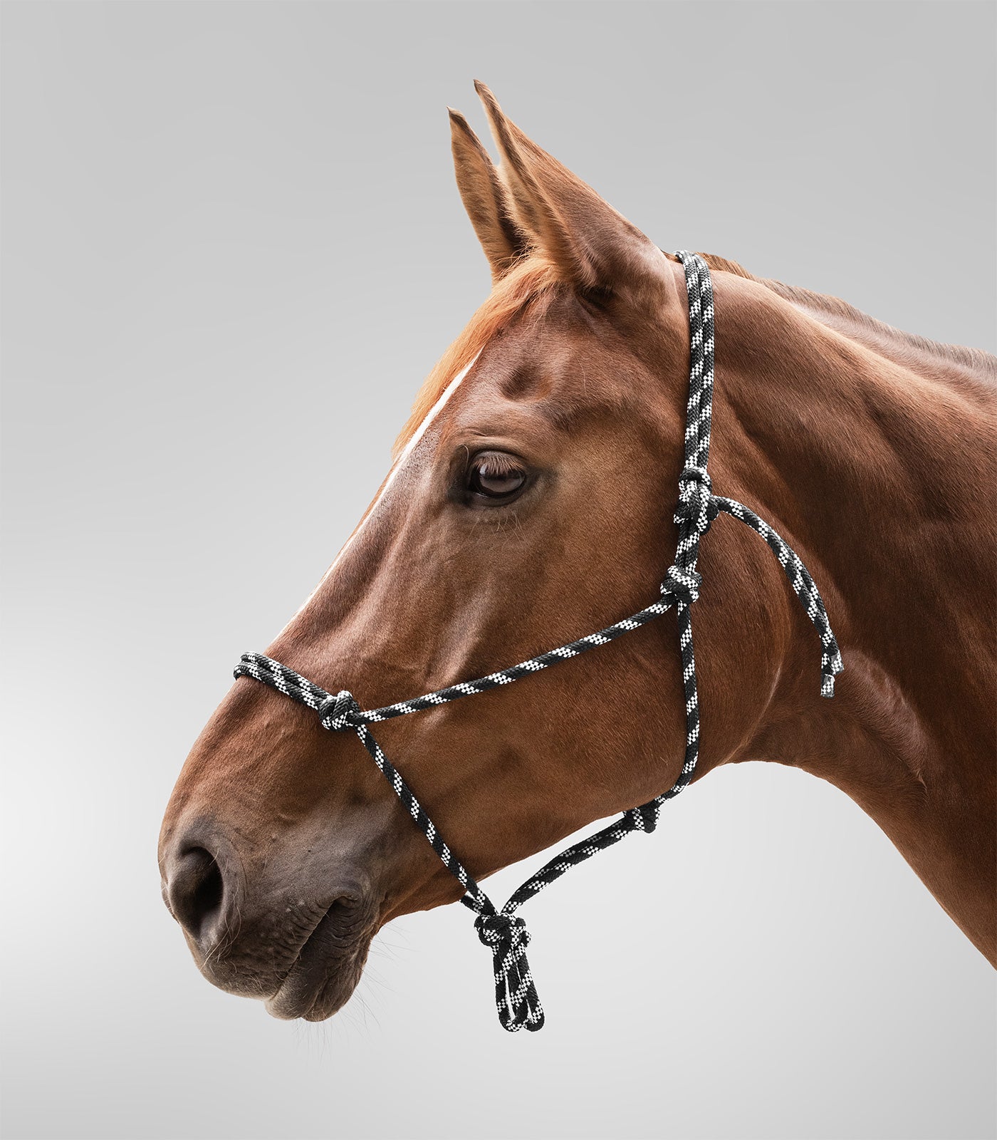 Waldhausen - Knot Halter