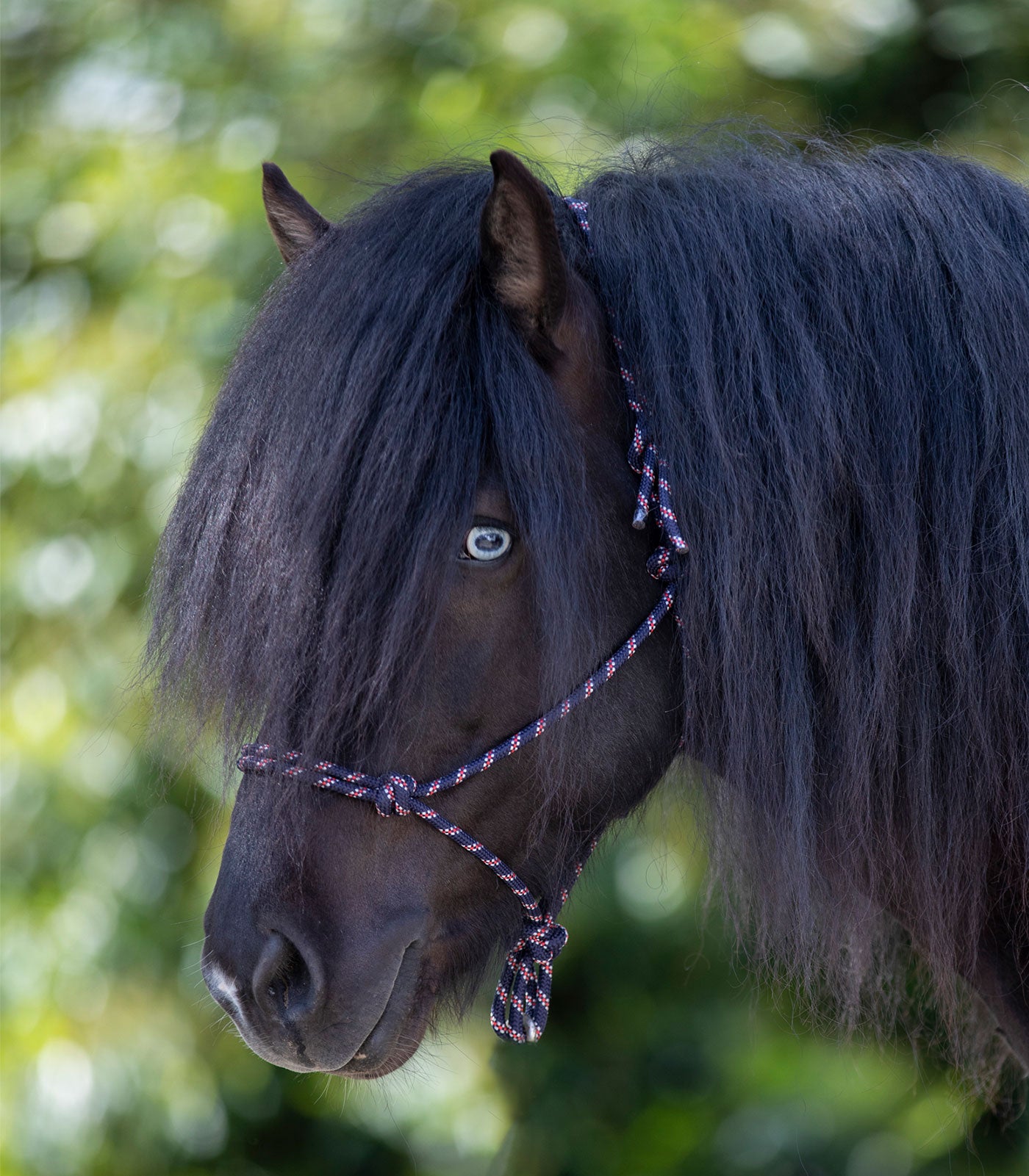 Waldhausen - Knot Halter