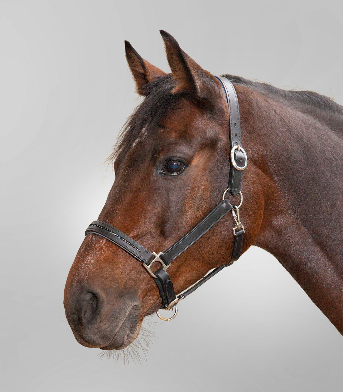 STAR - STAR Leatherhalter Diamond