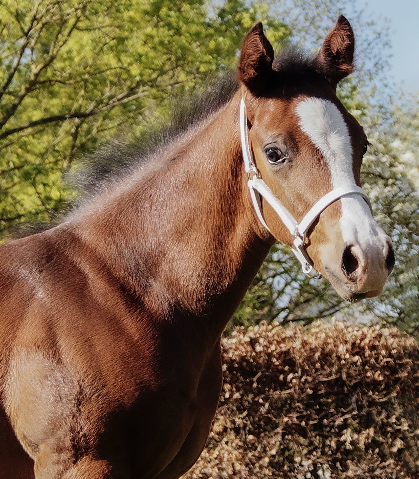 STAR - STAR Foalhalter leather