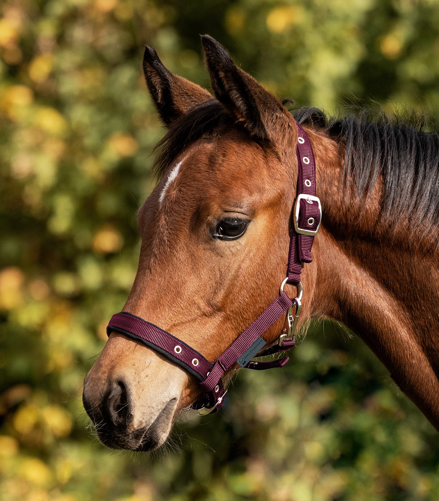 Waldhausen - Foal halter comfort