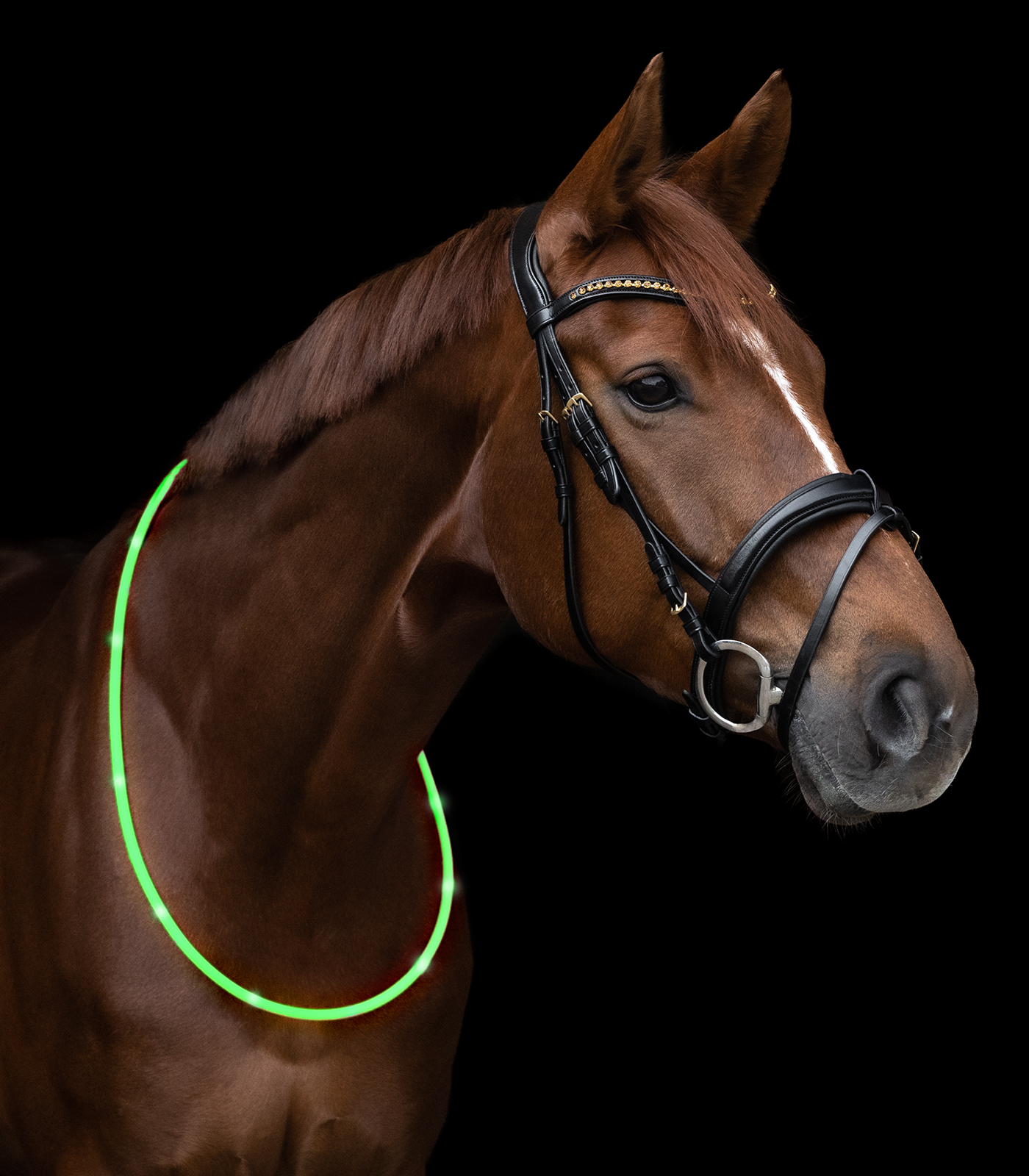 Waldhausen - Led light collar for horses