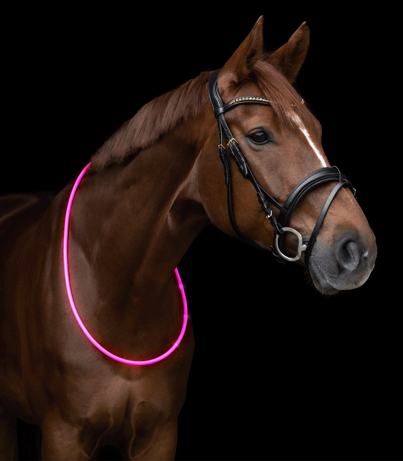 Waldhausen - Led light collar for horses
