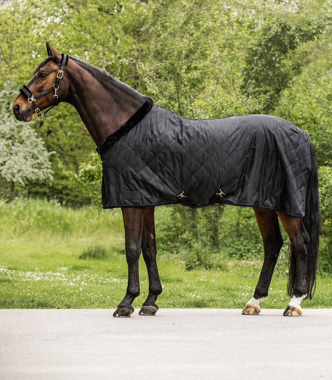 Waldhausen - Rug Exclusive