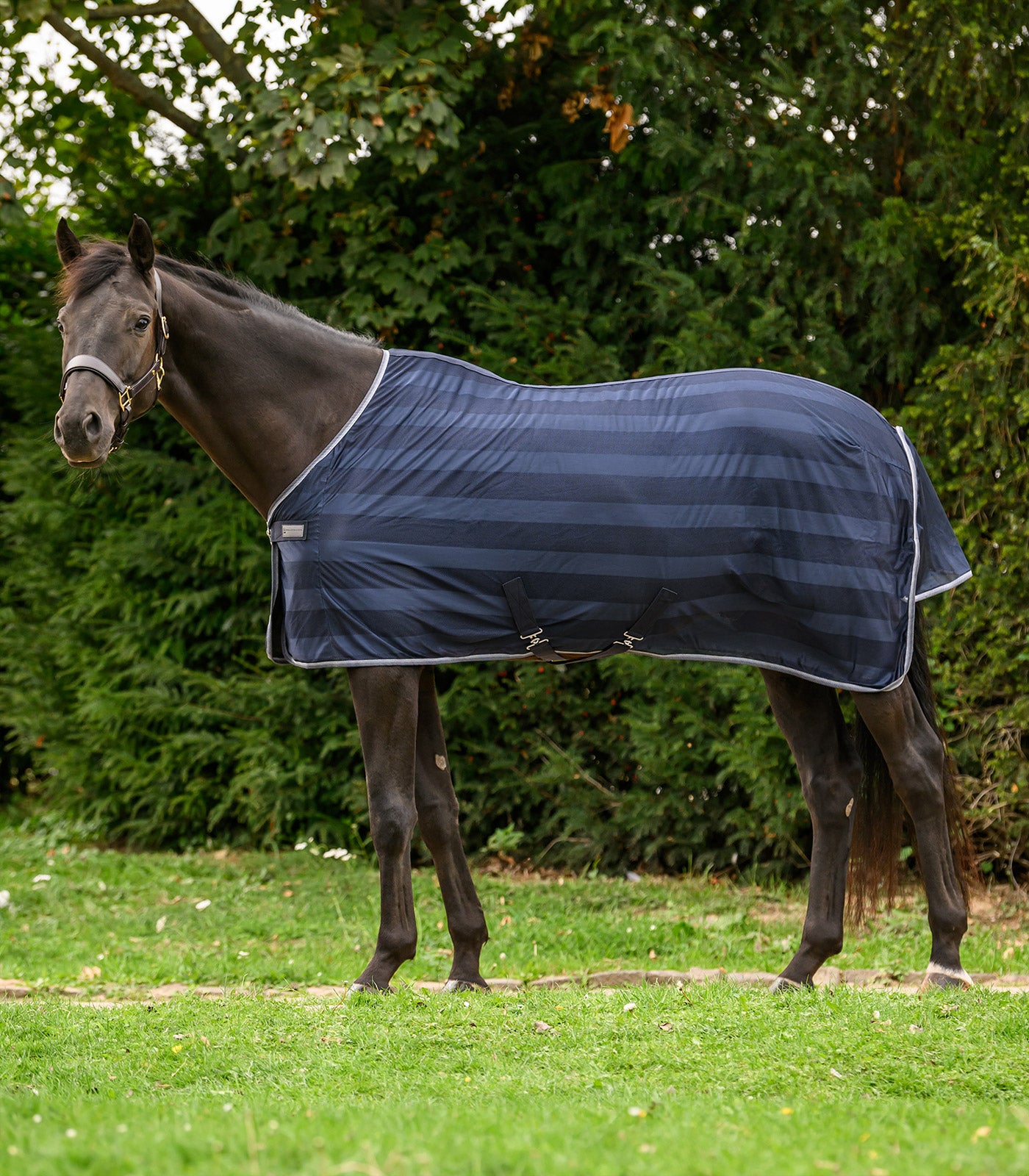 Waldhausen - Fly rug Economic Cross Surcingles