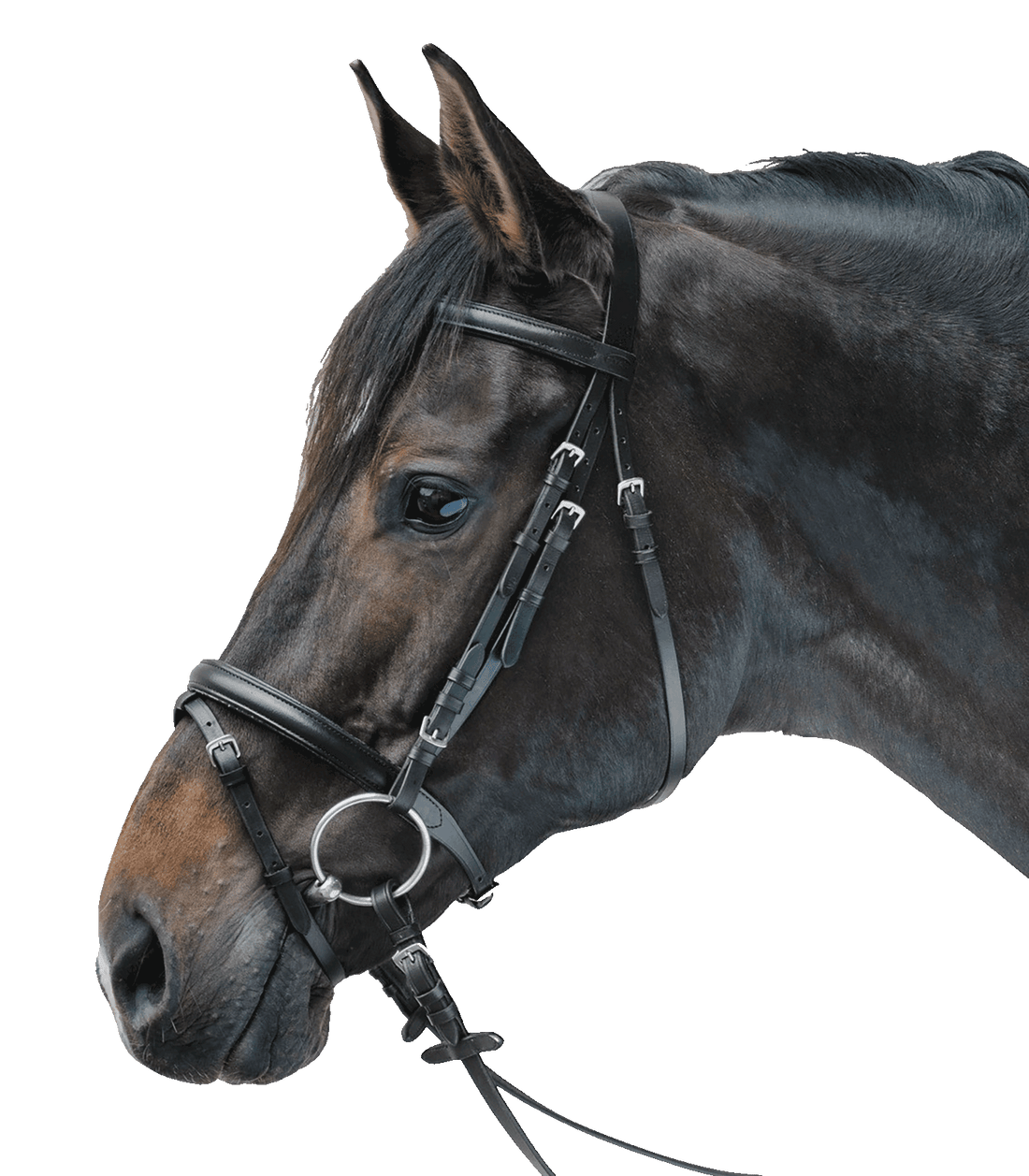 STAR - Bridle Lifestyle