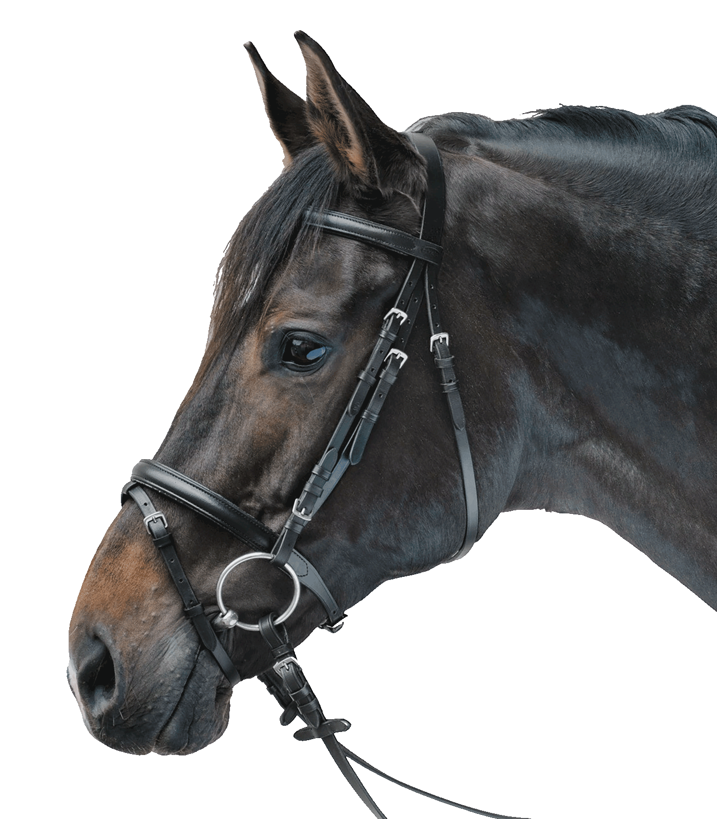 STAR - Bridle Lifestyle