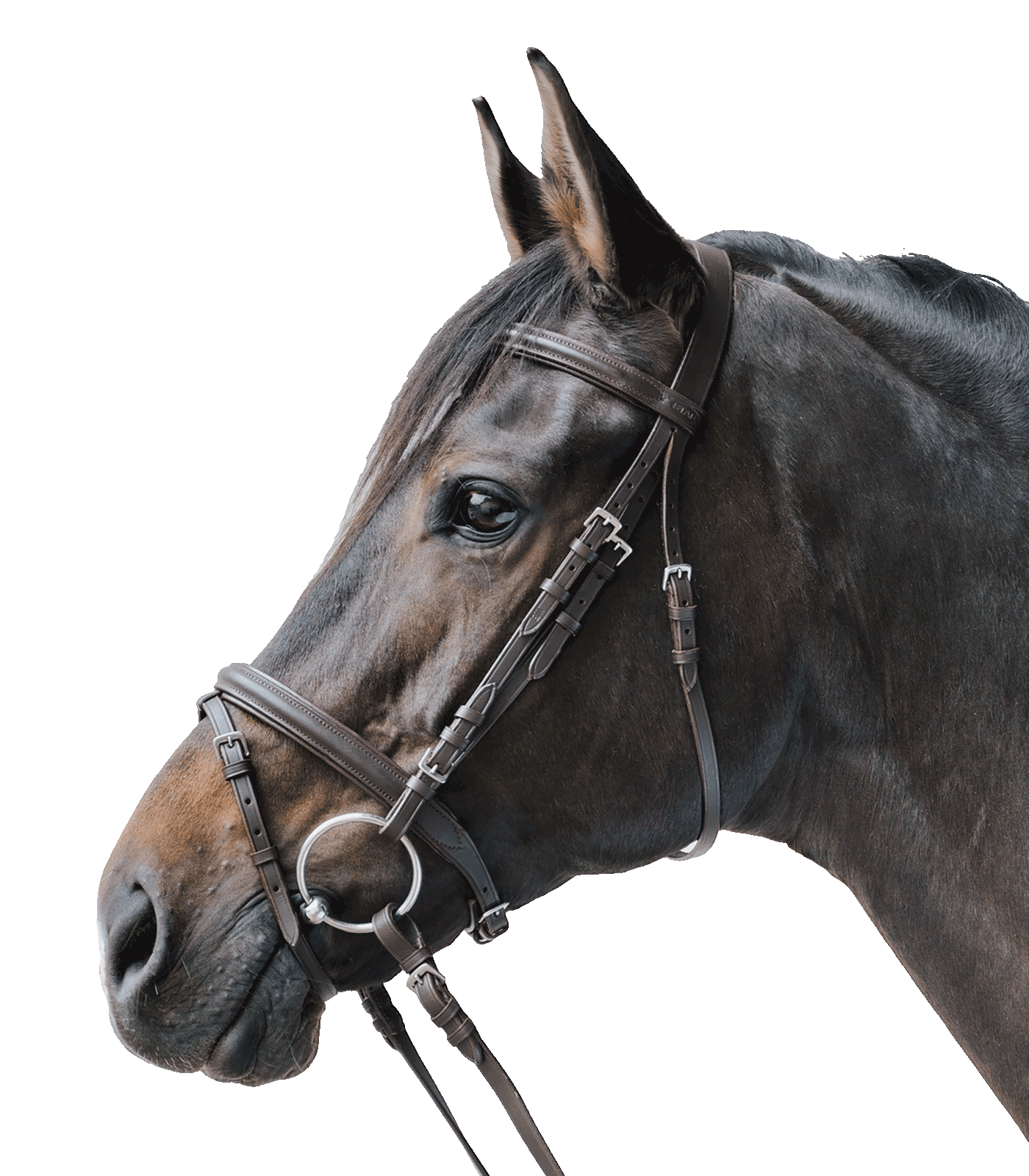 STAR - Bridle Lifestyle