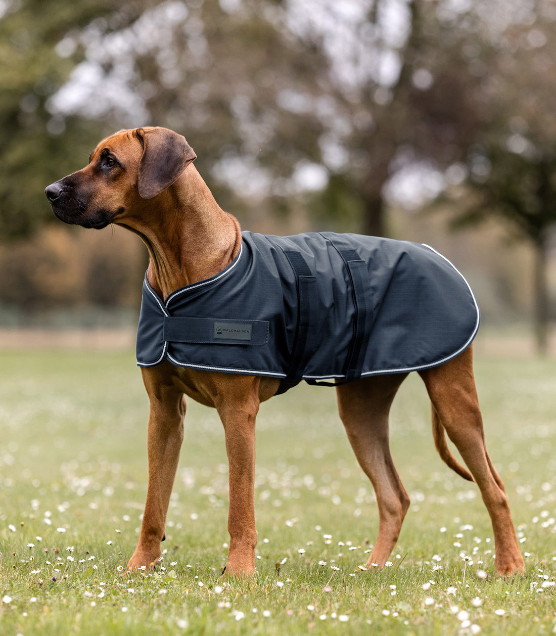 Waldhausen - Dog Rain Sheet