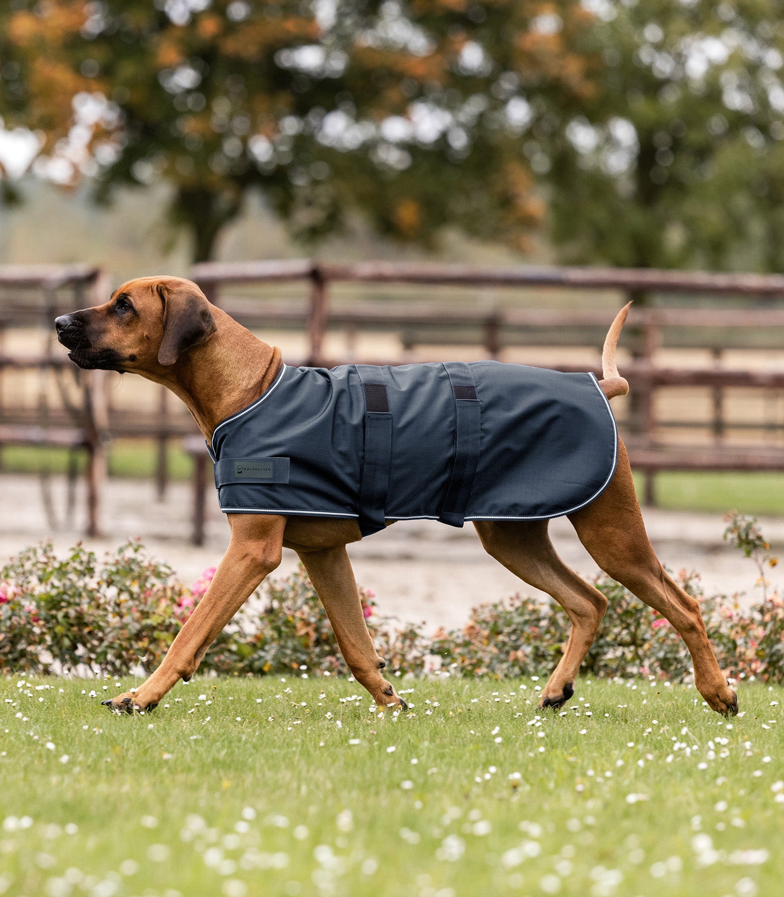 Waldhausen - Dog Rain Sheet