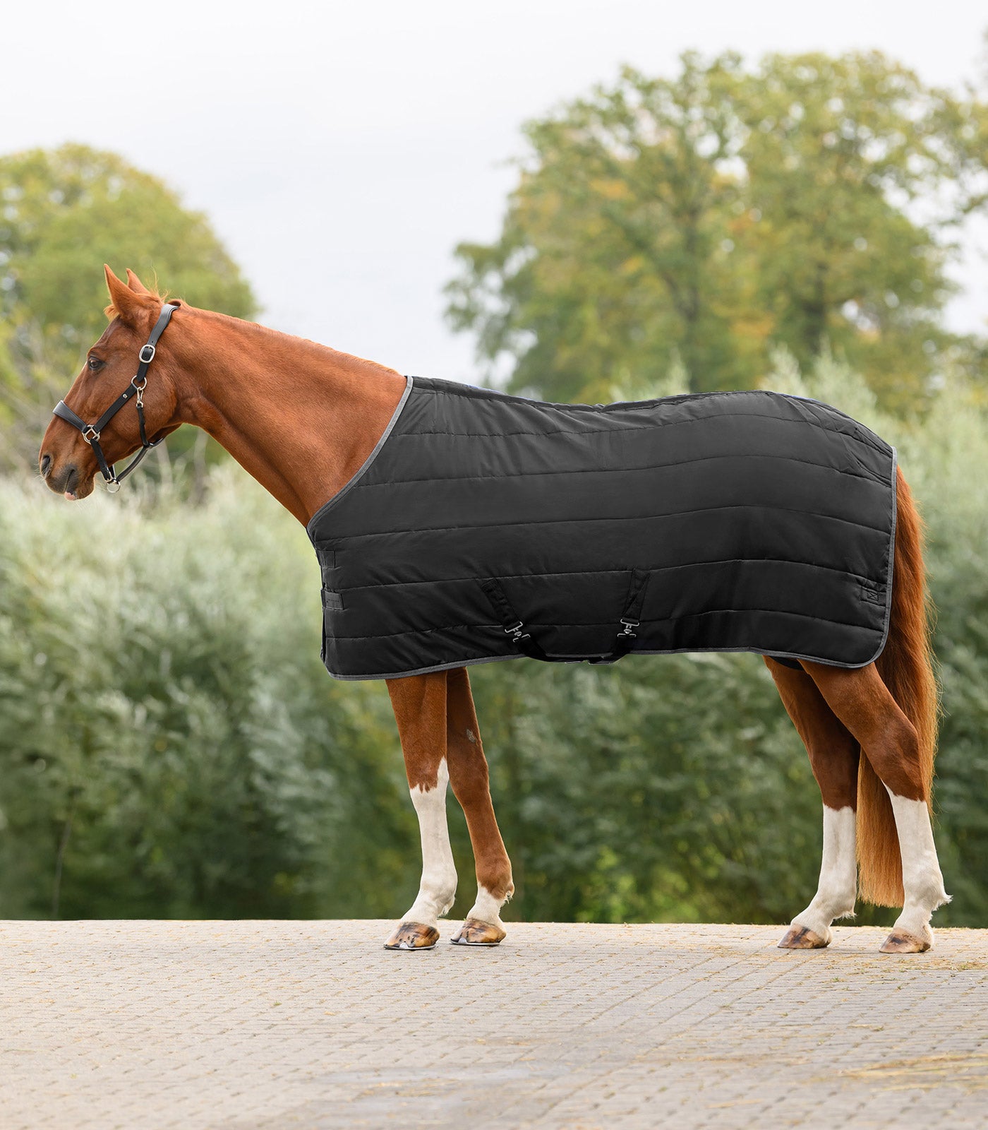 Waldhausen - ECONOMIC Stable Rug