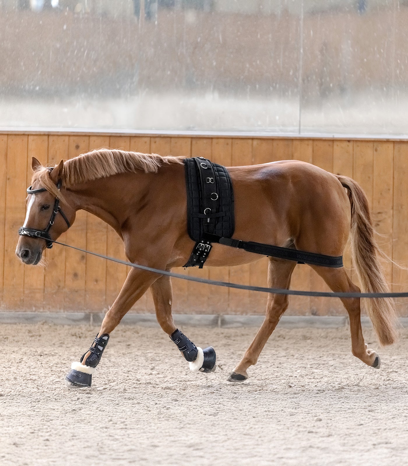 Waldhausen - Body bandage - activation of the hindquarters, black, Cob/Full