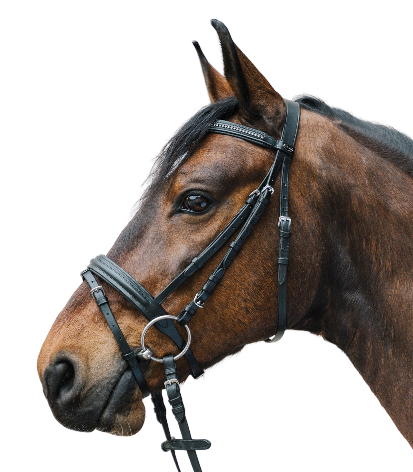 STAR - Bridle Diamant comb. noseband