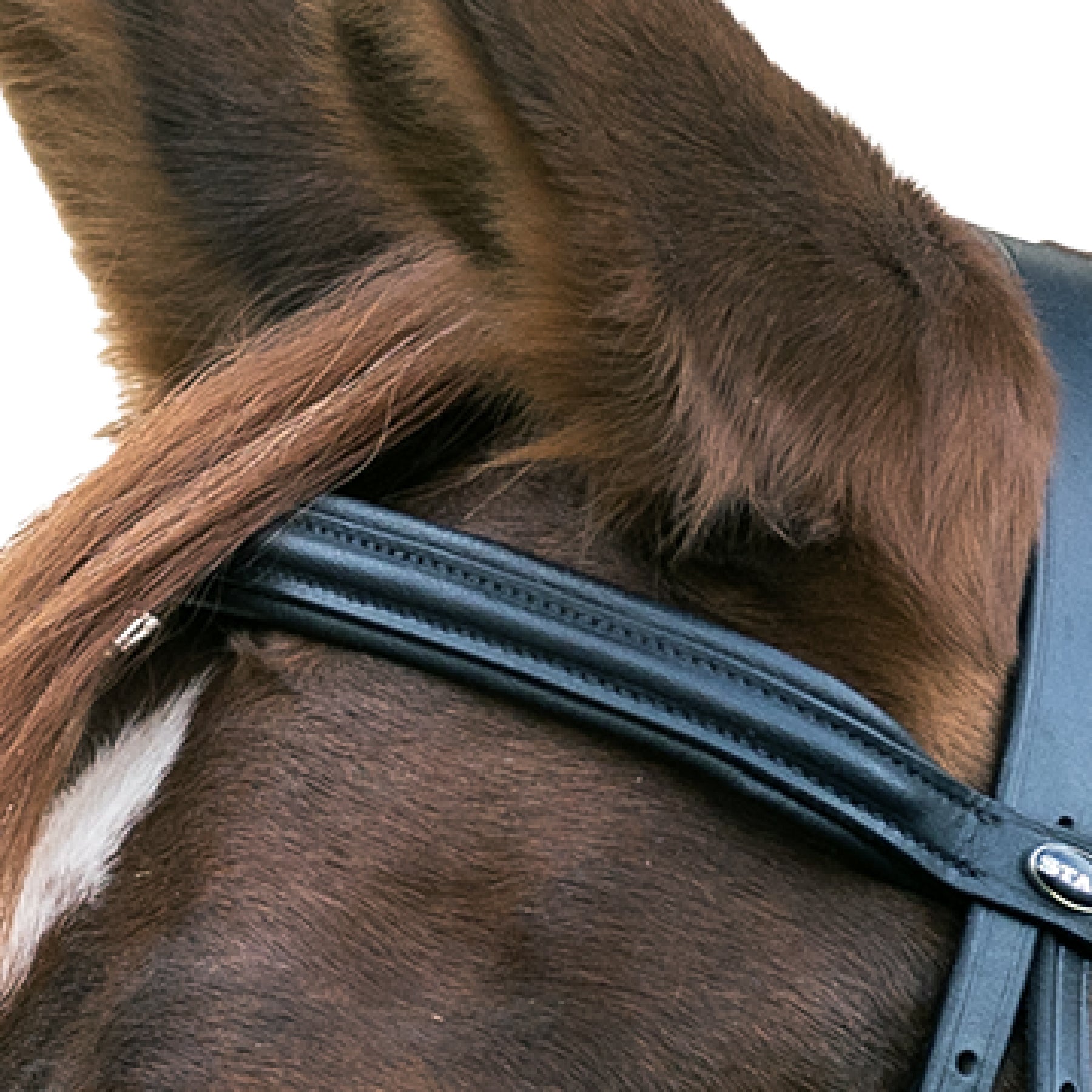 STAR - Bridle Hannover drop noseband, black