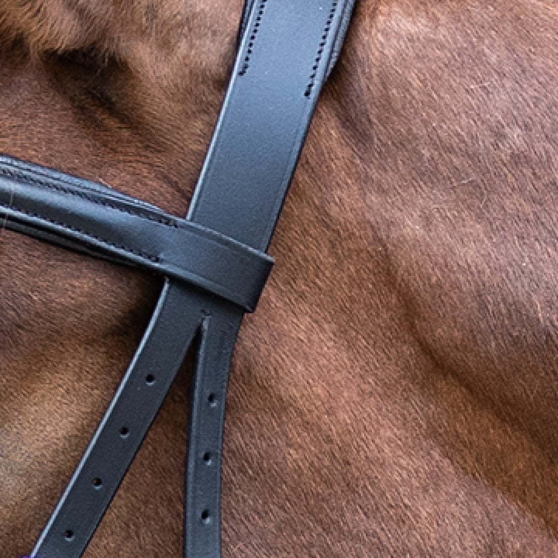 STAR - STAR bitless bridle, black