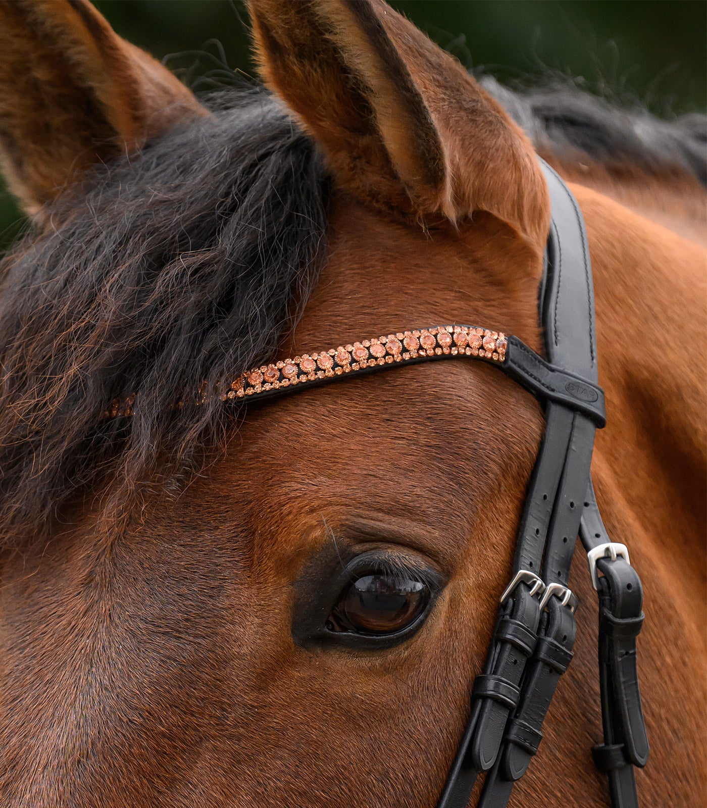 STAR - STAR browband Glitter