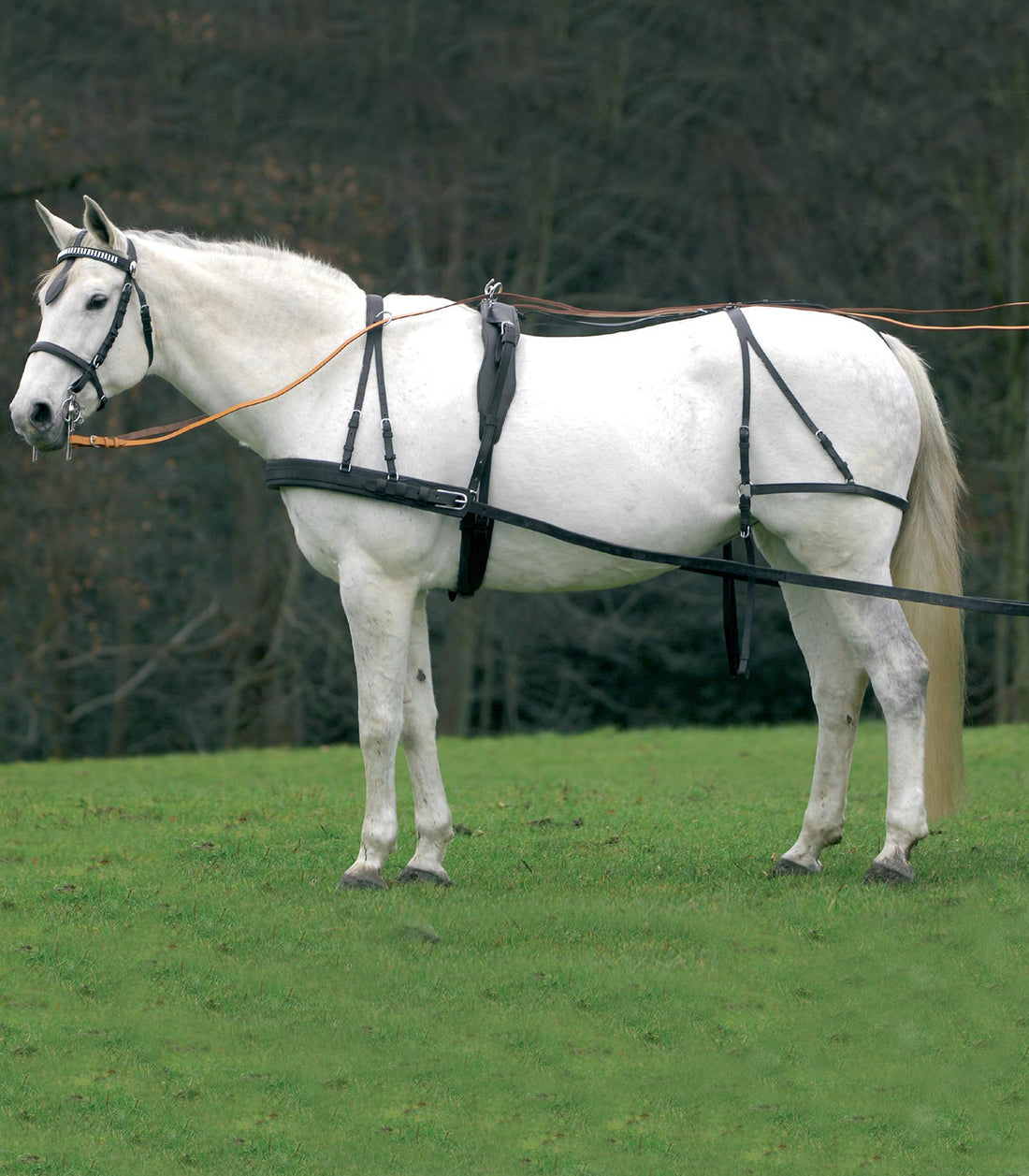 STAR - Single Harness Economic, black