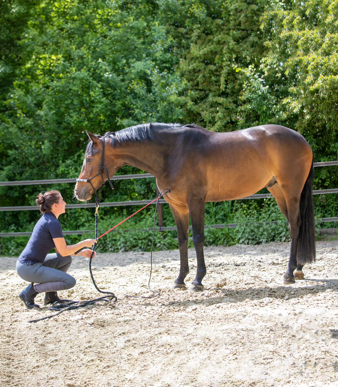 Waldhausen - Horsemanship stick