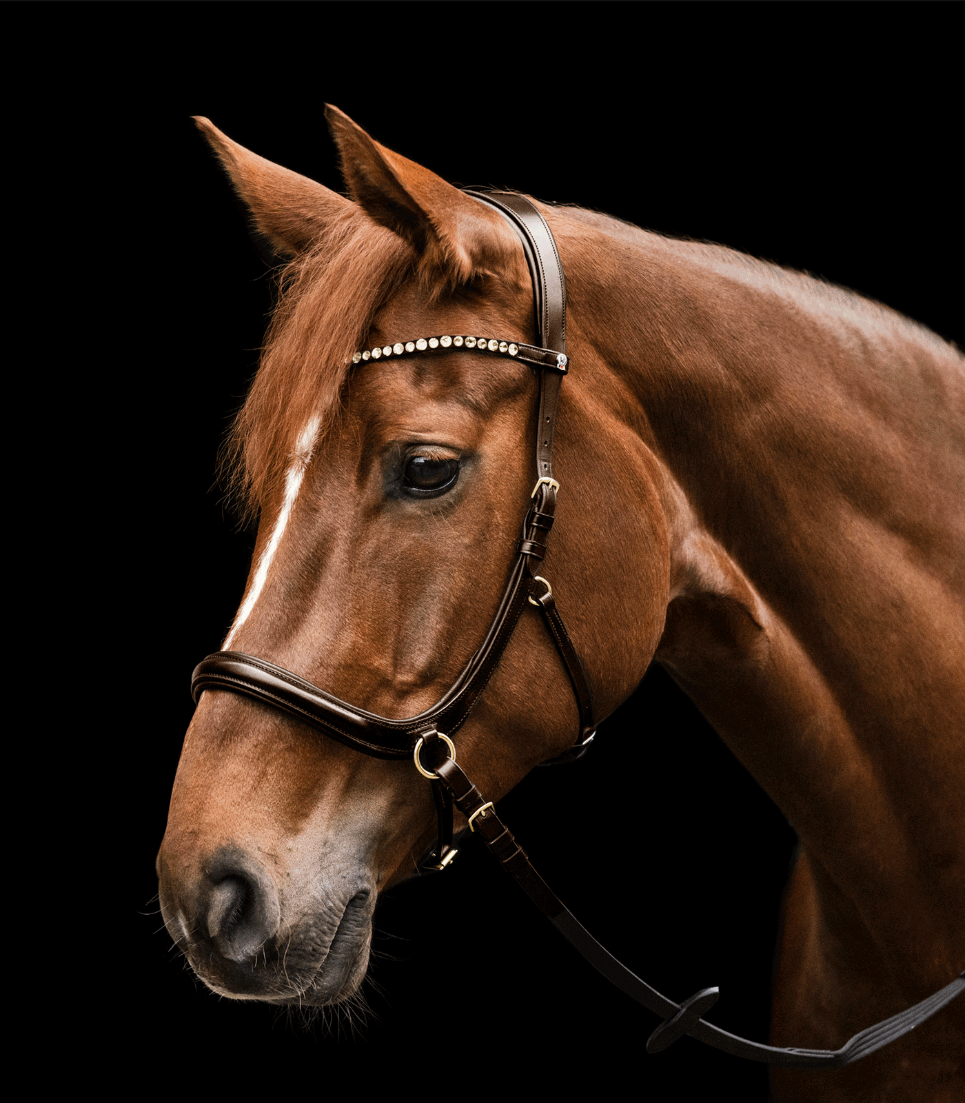 Waldhausen - Bitless bridle Sensation, X-Line