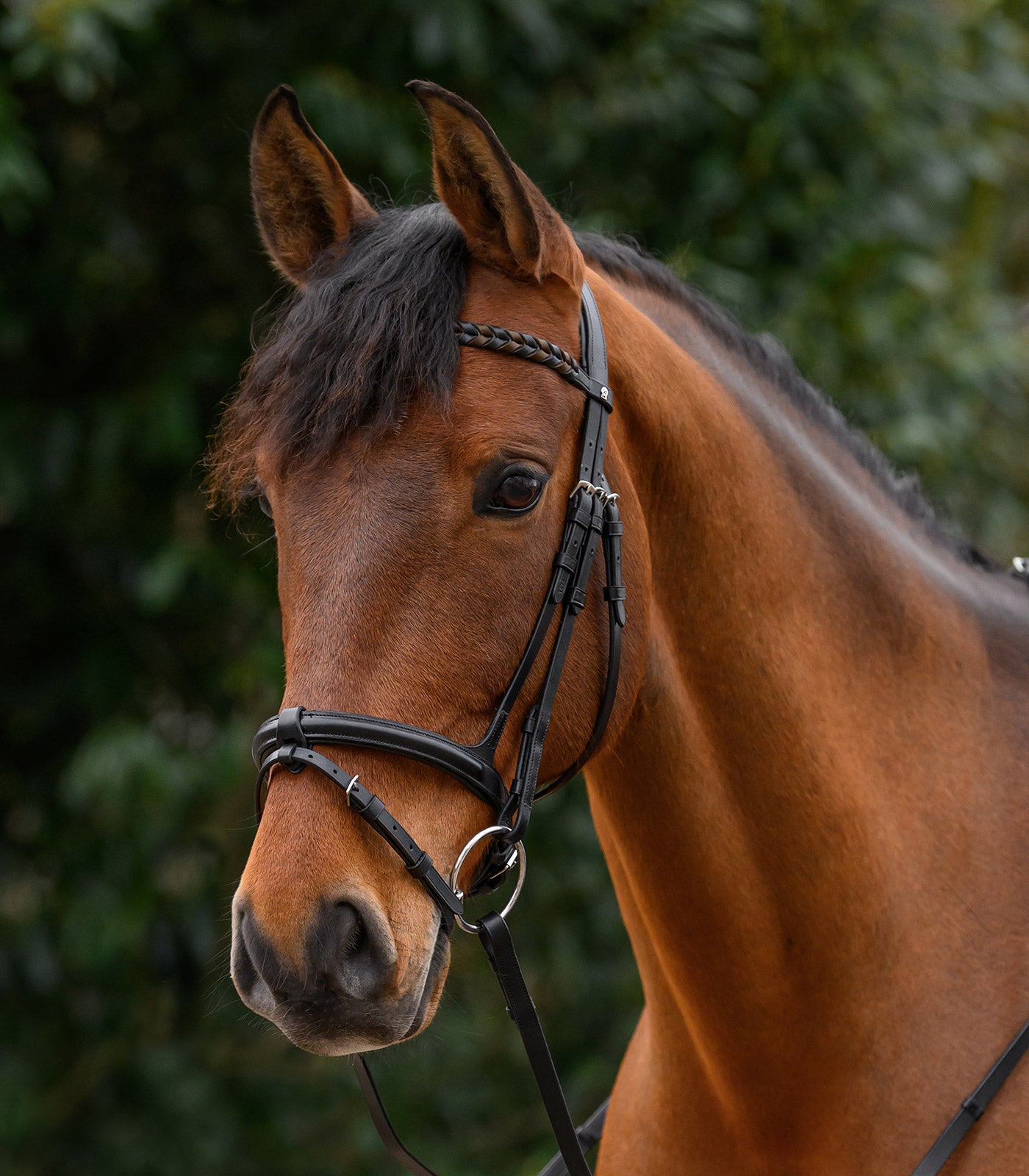 Waldhausen - X-Line Browband Braided