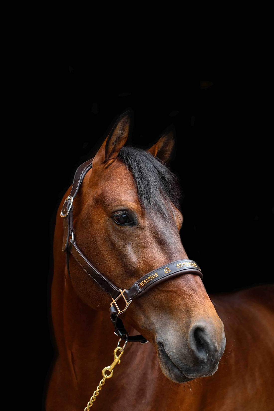 Acavallo - Grime, læder med latex