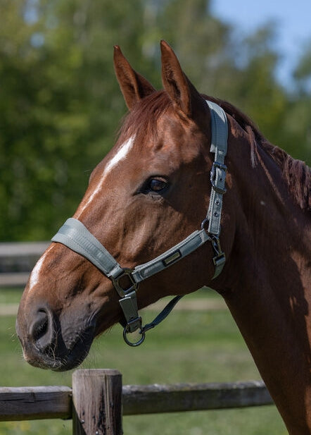 Kingsland - Grime og træktorv, Lucca- Green agave