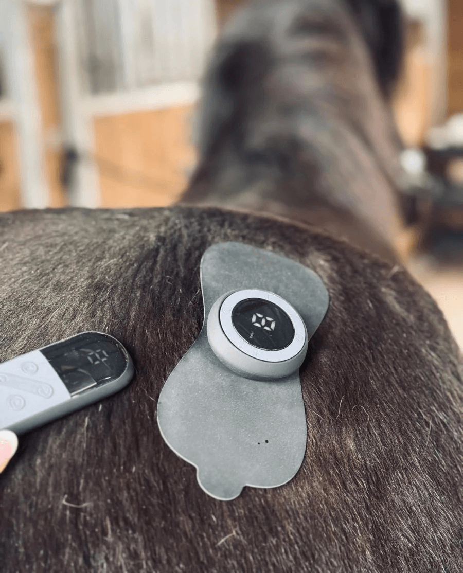 Equine LTS TENS