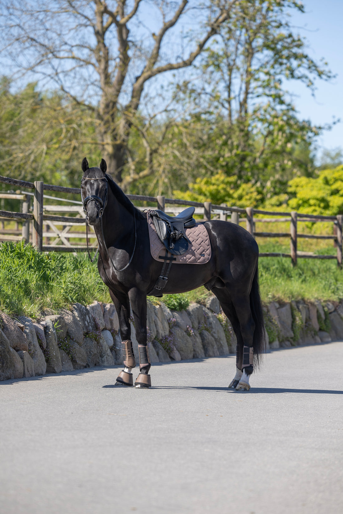 Kingsland, Dressur, Lexie- Brown Iron