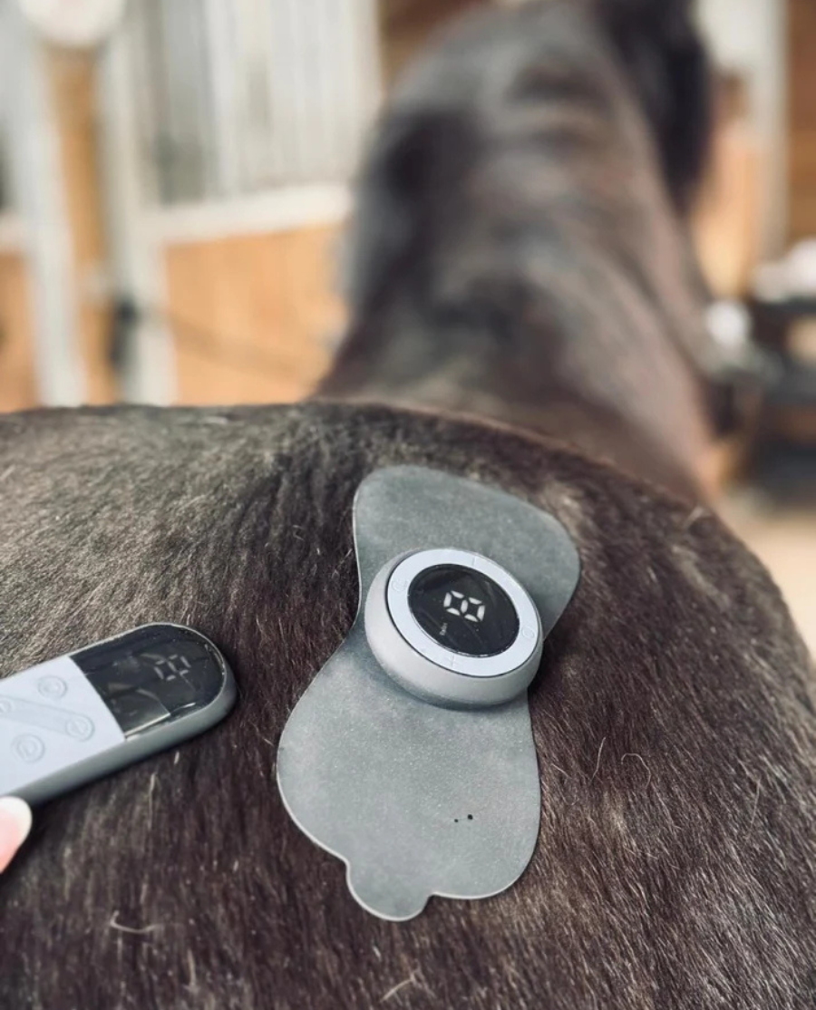 Equine LTS TENS sæt - Stor + Lille pad