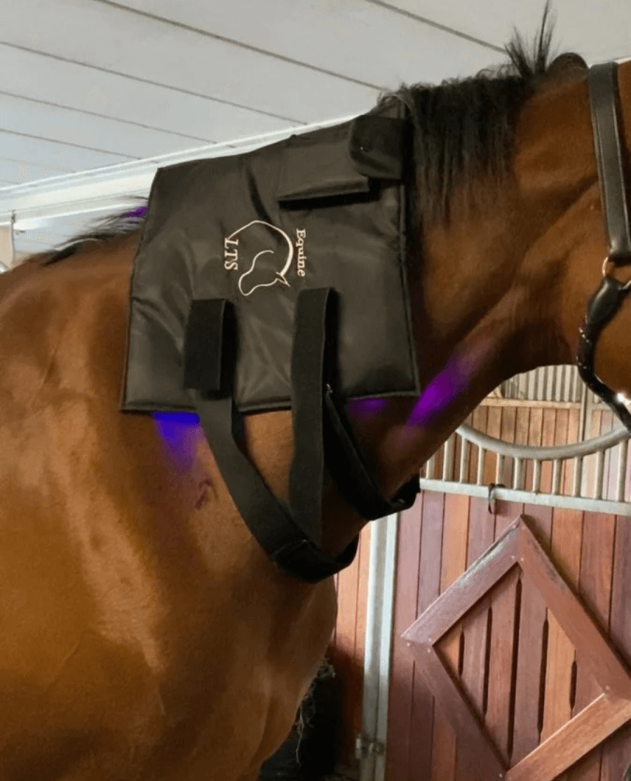 Equine LTS - 2 x justerbare elastikker