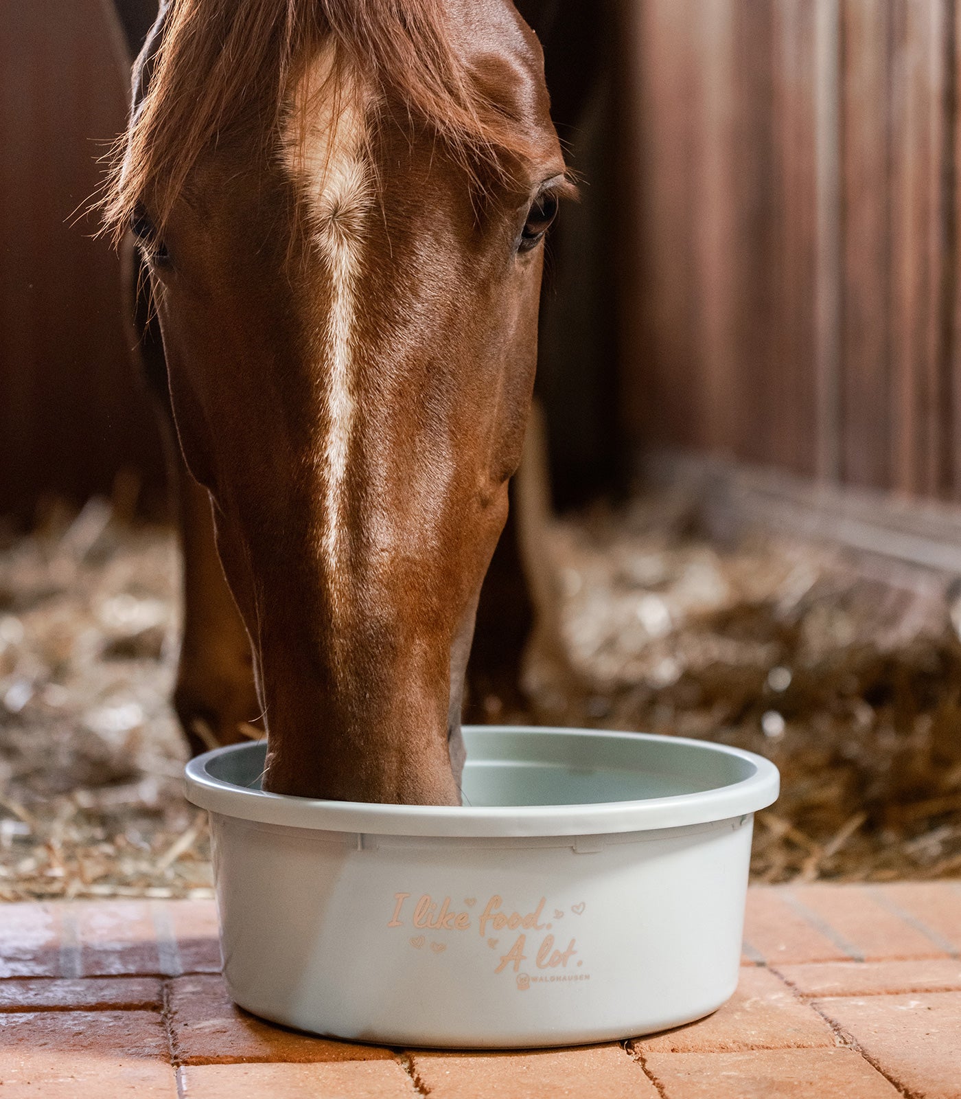 Waldhausen - XL Feeding Bowl "I like food. A lot." with lid
