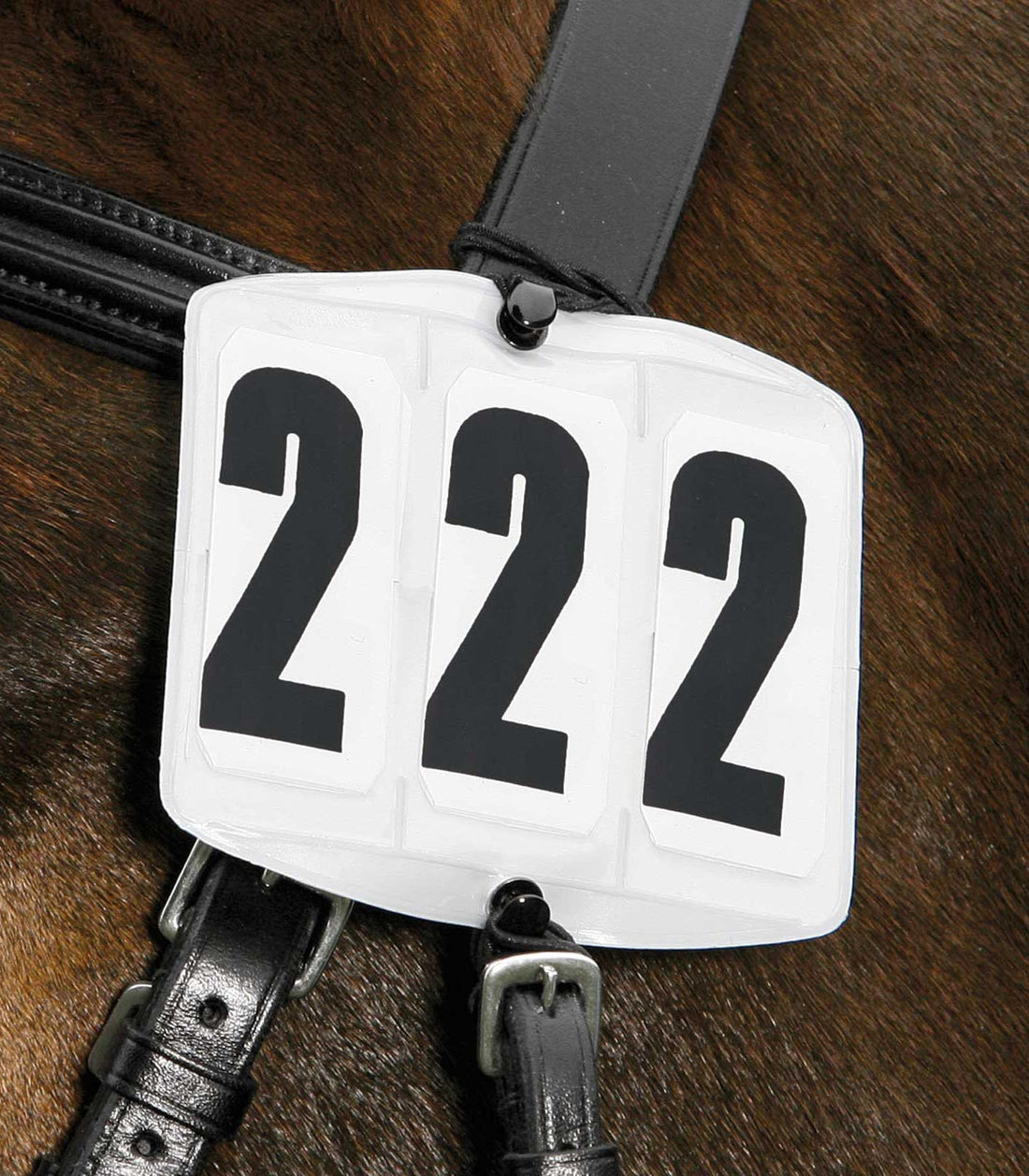 Waldhausen - Head Numbers quadrate, white
