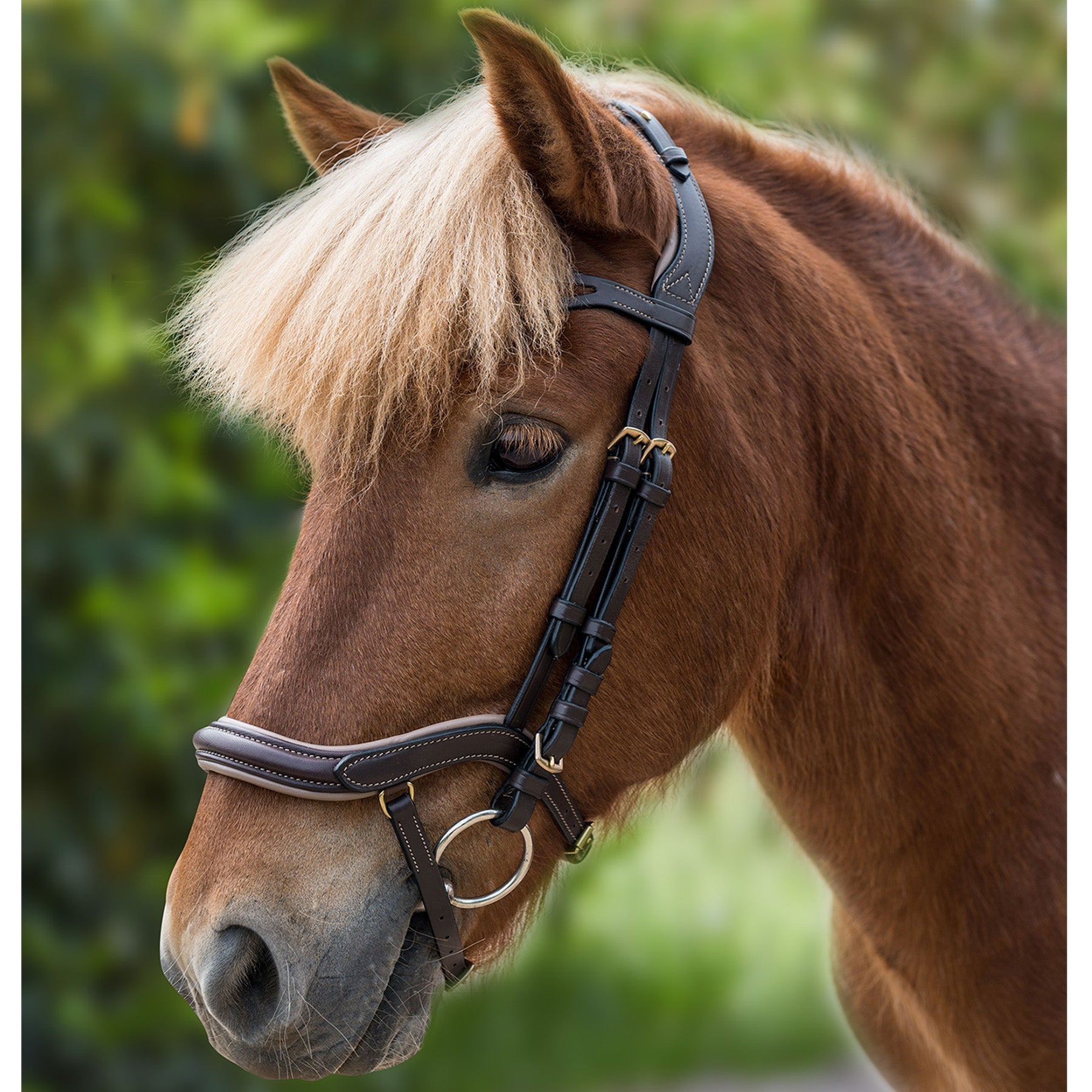 Waldhausen - Icelandic bridle anatomic