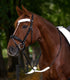 Waldhausen - Reflex Straps for bridle Set=3 pcs.