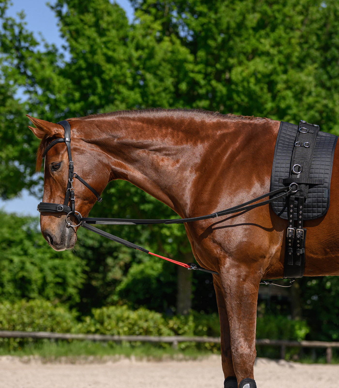 Waldhausen - Pad for lunging girth