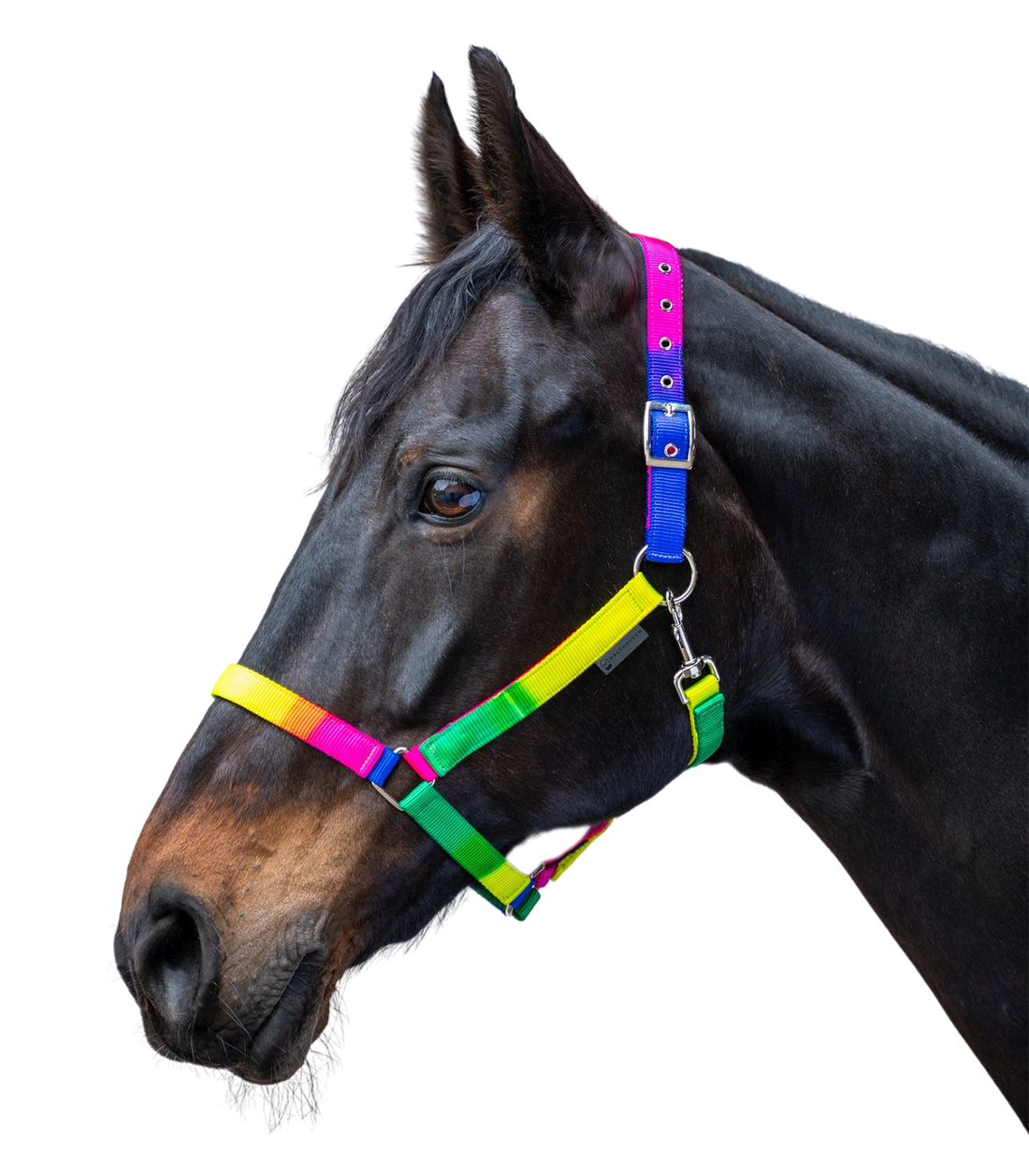 Waldhausen - Halter rainbow, neon multicolor