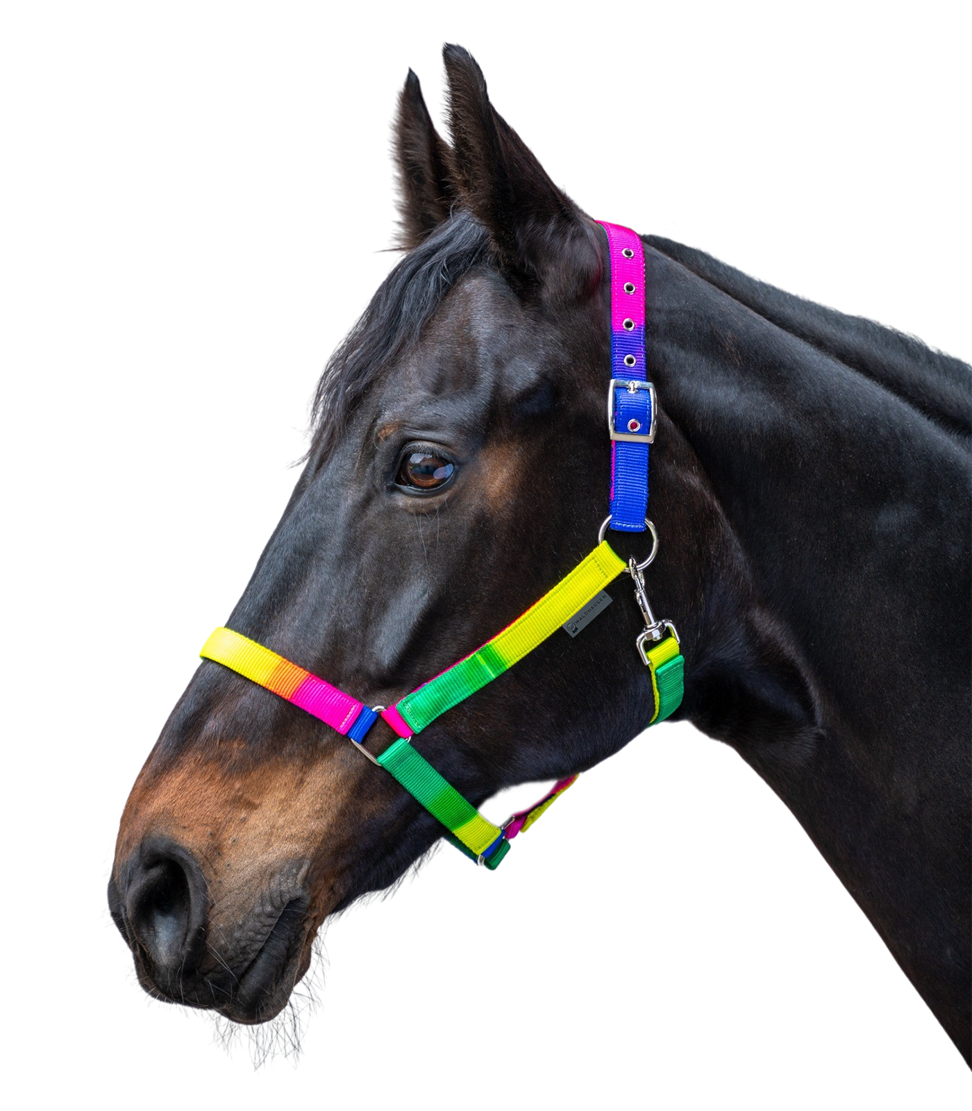 Waldhausen - Halter rainbow, neon multicolor