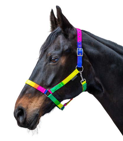 Waldhausen - Halter rainbow, neon multicolor