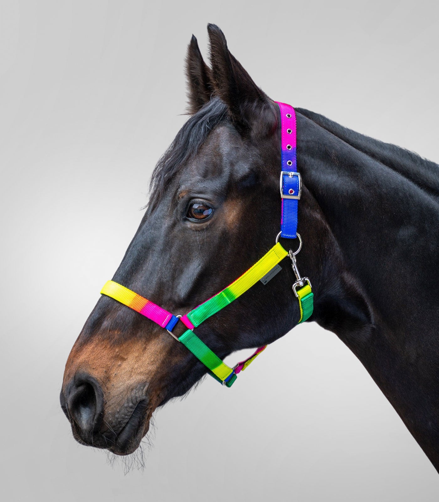 Waldhausen - Halter rainbow, neon multicolor