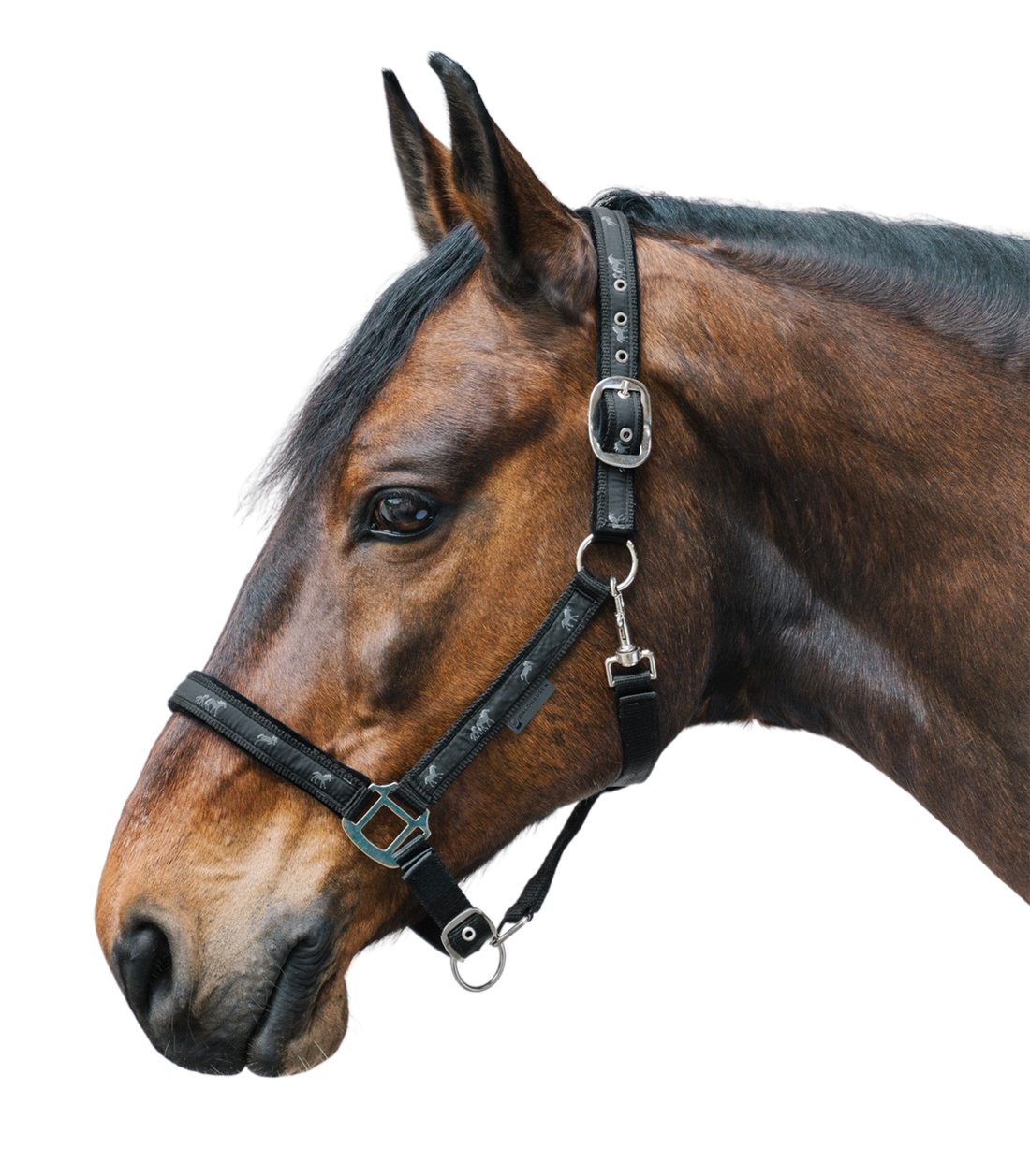 Waldhausen - Halter