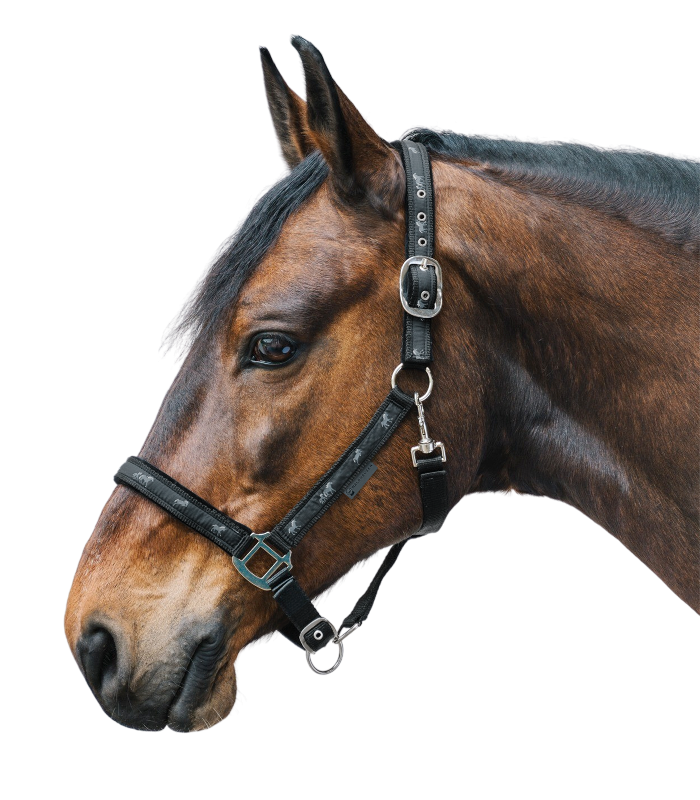 Waldhausen - Halter