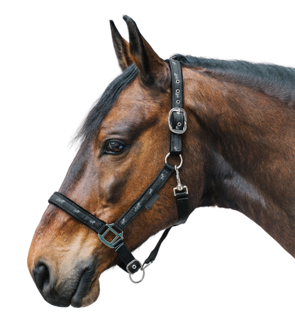 Waldhausen - Halter